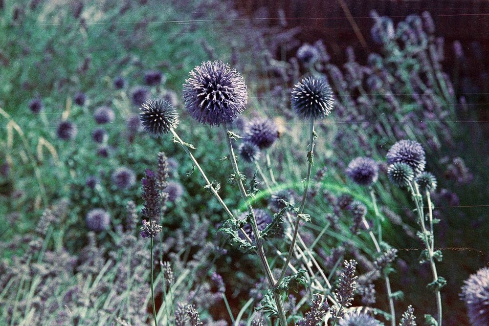 Purple globe like flowers - no idea what they are called sorry, bees love them.