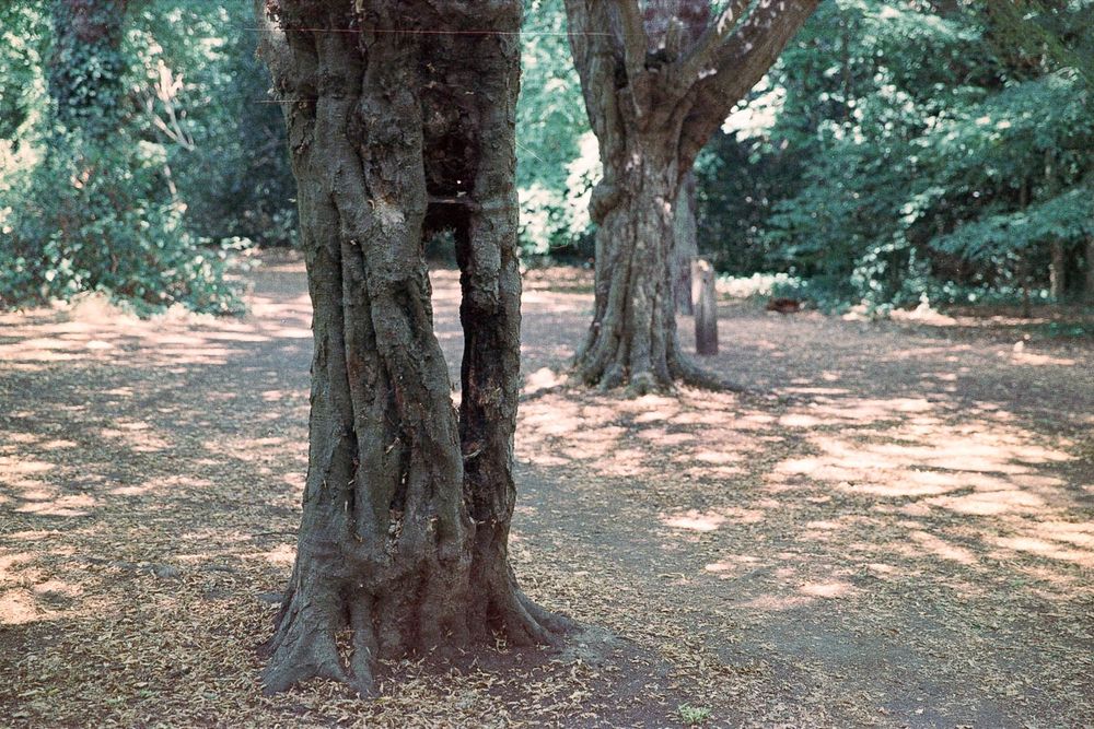 Tree trunk with a hole in it that you can see through. In a woodland with the patterns of shadows on the ground from the harsh sun.
