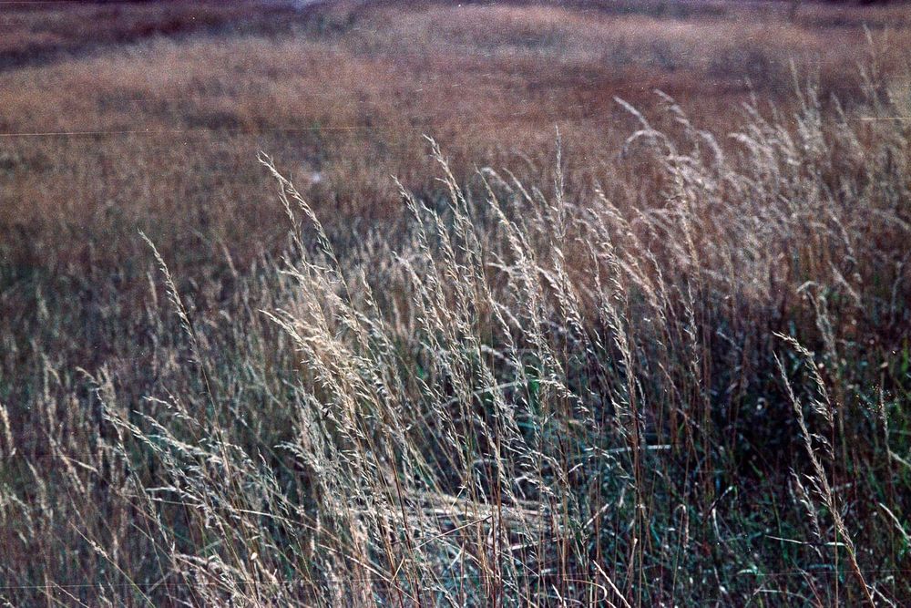 close up of tall grass seedbeds blowing in a breeze.