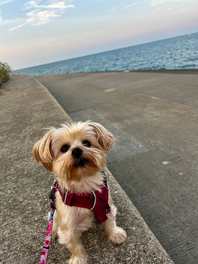 Yorkie sitting like the goodest girl with Lake Michigan in the background 