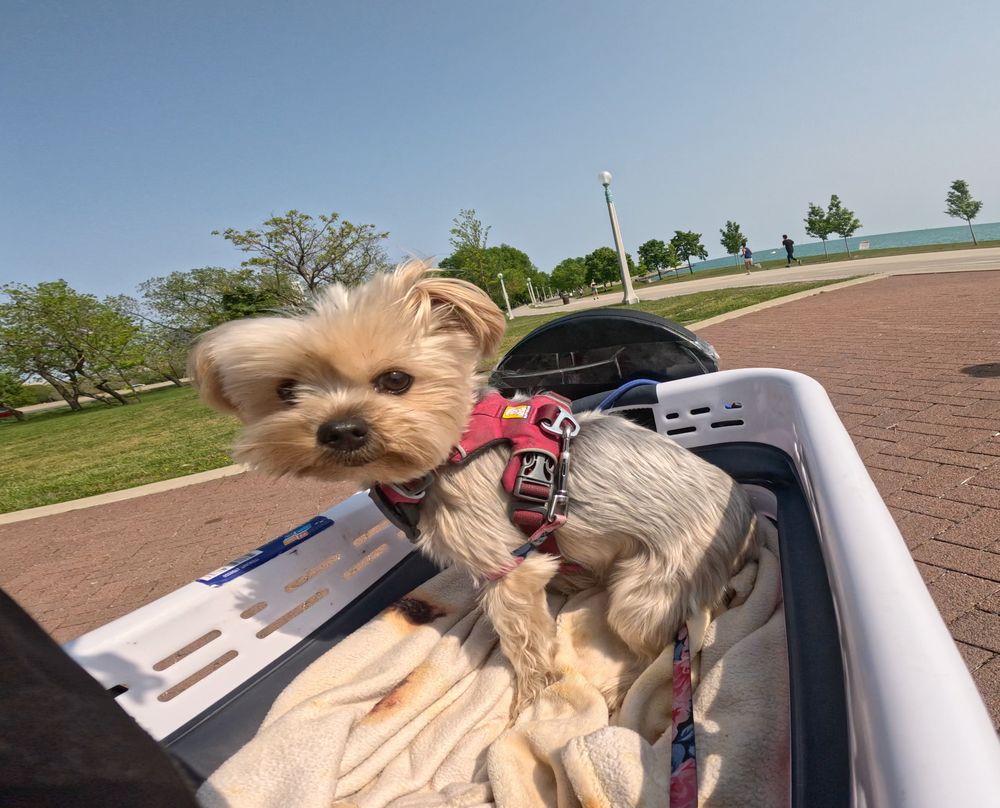 Puppy in a basket on the back of my bike, staring into the camera suspiciously, lake in the background 