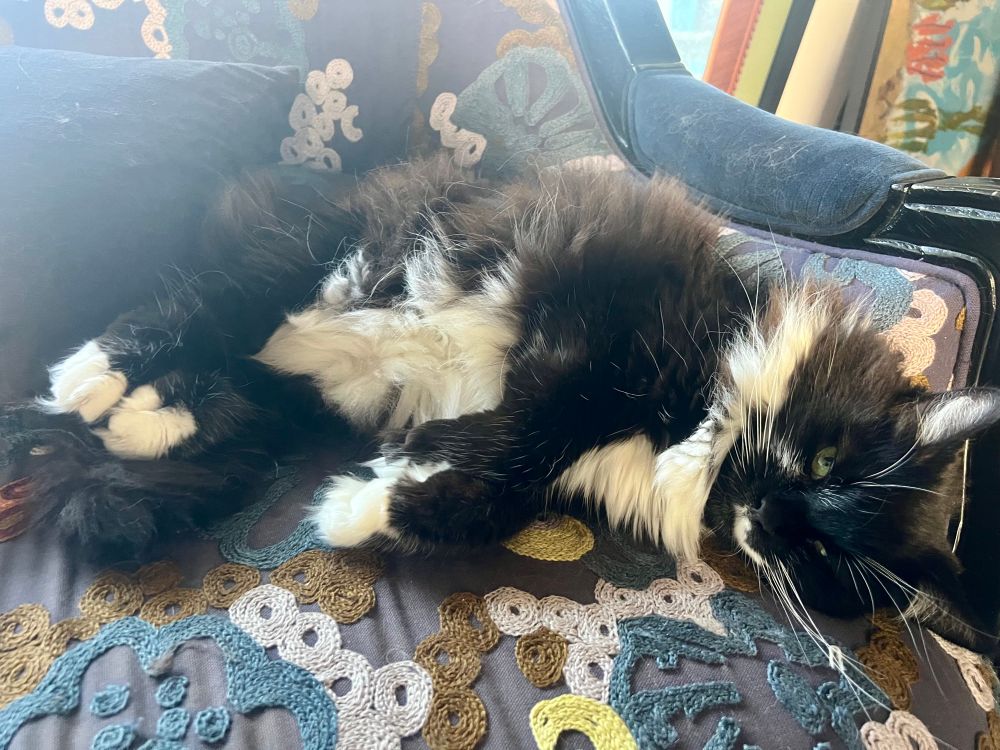 fluffkin lounging on her side on a couch, looking up at the camera