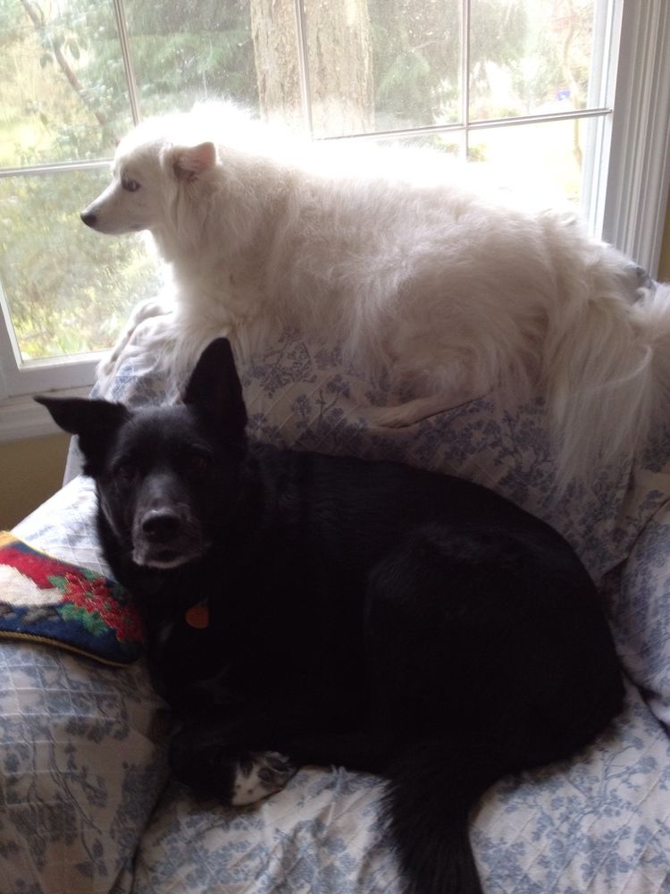 A medium sized black dog, Stella, a Kelpie/McNab mix sits on a plush arm chair. Crouched on top of the chair is Melody a smallish white American Eskimo dog. Photo by Robert Emond. 