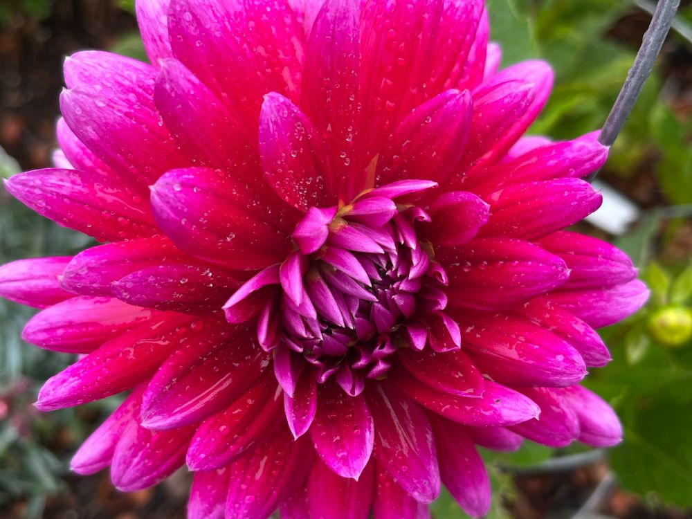 A #macro photo of a magenta dahlia with rain drops on it. Photo by Robert Emond. 