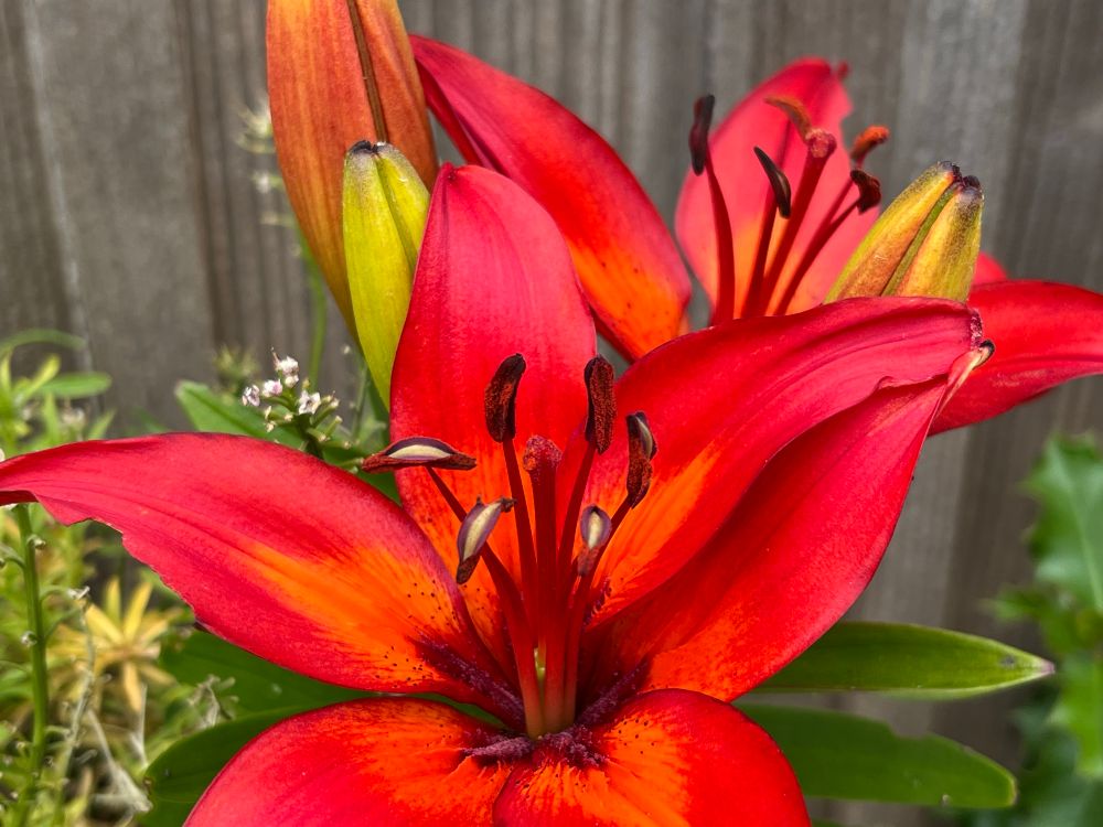 A closeup of a red lily. Photo by Robert Emond 