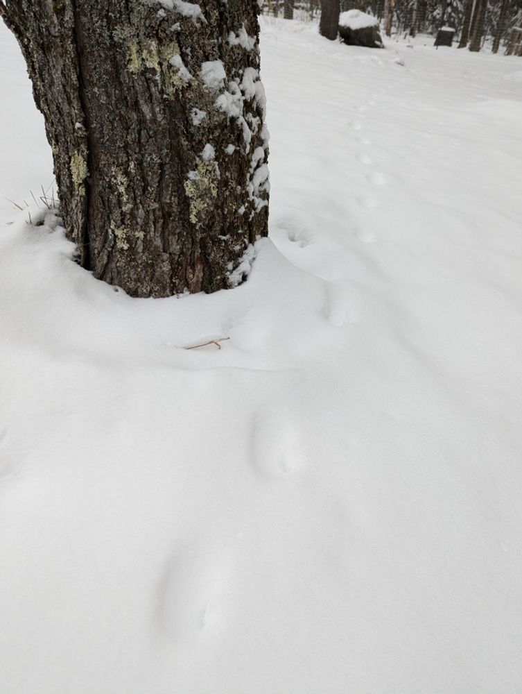 We see a day-old fox track across our yard to a fence around the coop area.
