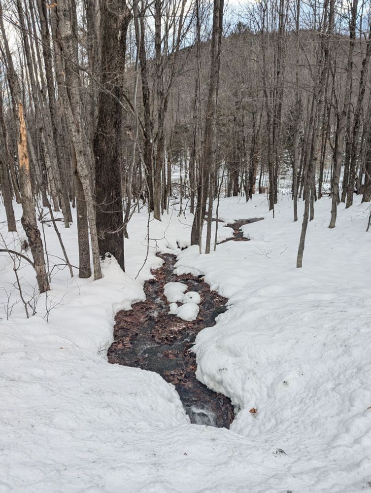 One of our three streams flowing into the marsh.