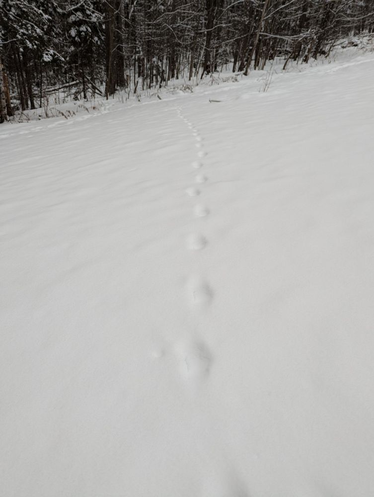 Fox tracks leading from yard down to the slope down to the marsh.