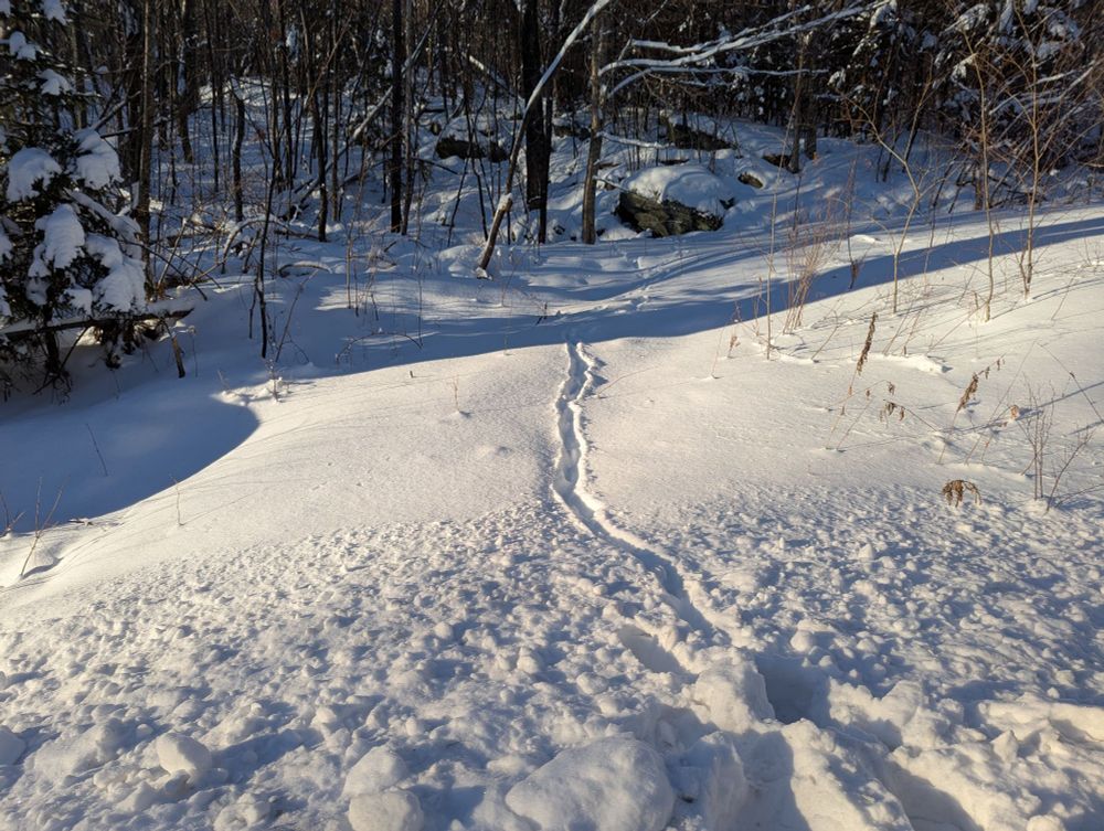 Across the road and adjacent to a stream still flowing, our fox has been busy.
