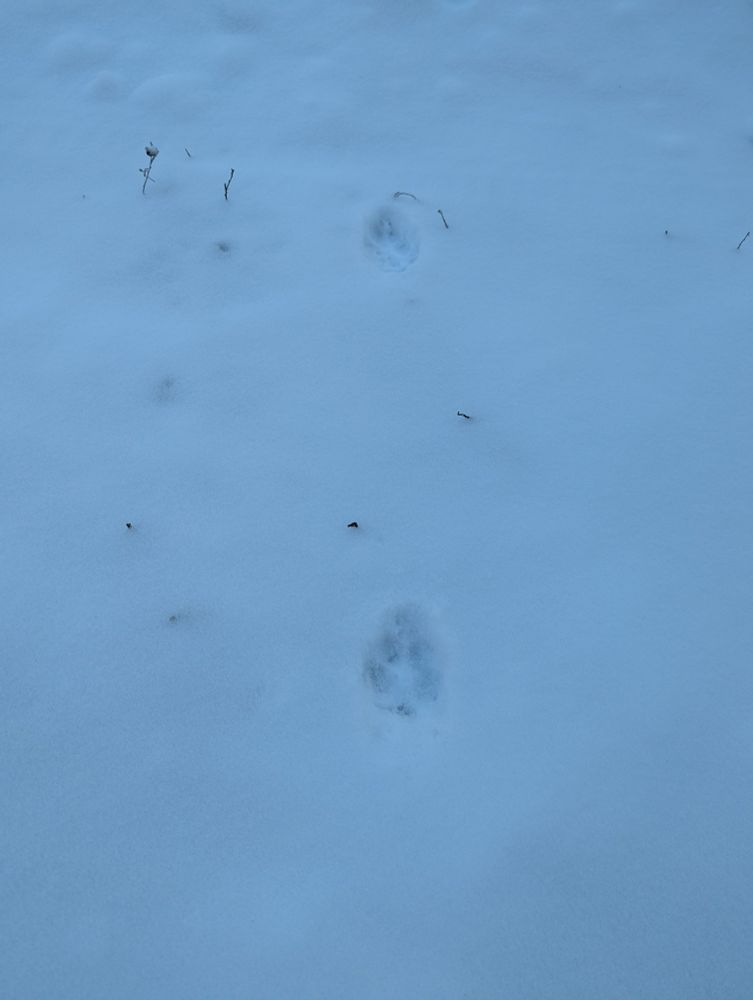 Fox alert! Fresh print in our driveway.