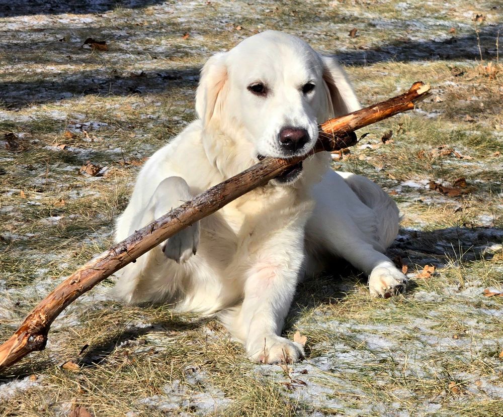 Young cream- colored Golden Retriever laying on a winter lawn. The grass is brown and a light dusting of snow covers it in parche.  She is holding a stick approximately one meter in length and almost a thumb length in width. Her body is elevated a bit in her left leg as she holds the stick near one end,  the other extending past her right paw and resting on the ground. 