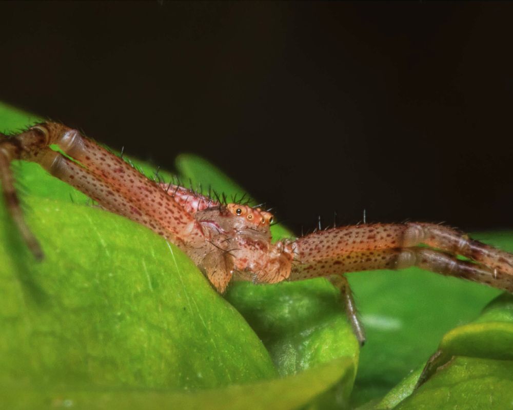 A Mecaphesa crab spider is sitting on top of a hibiscus bush, with a dark background. It's light brown with dark brown spots, and four eyes showing