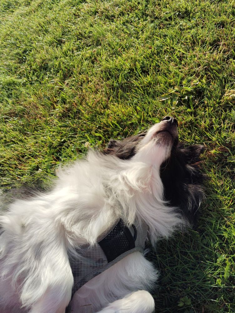 A photo of Jill the pup laying on her back, enjoying the cool grass and sun in the morning. Jill is black and white, has long fur, a pointed nose and she's wearing a grey harness. 