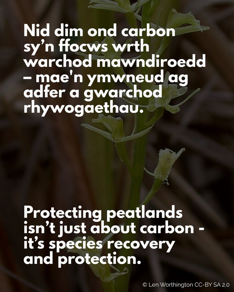 Text reads in Welsh then English

"Nid dim ond carbon sy’n ffocws wrth warchod mawndiroedd – mae'n ymwneud ag adfer a gwarchod rhywogaethau.

Protecting peatlands isn’t just about carbon - it’s species recovery and protection."