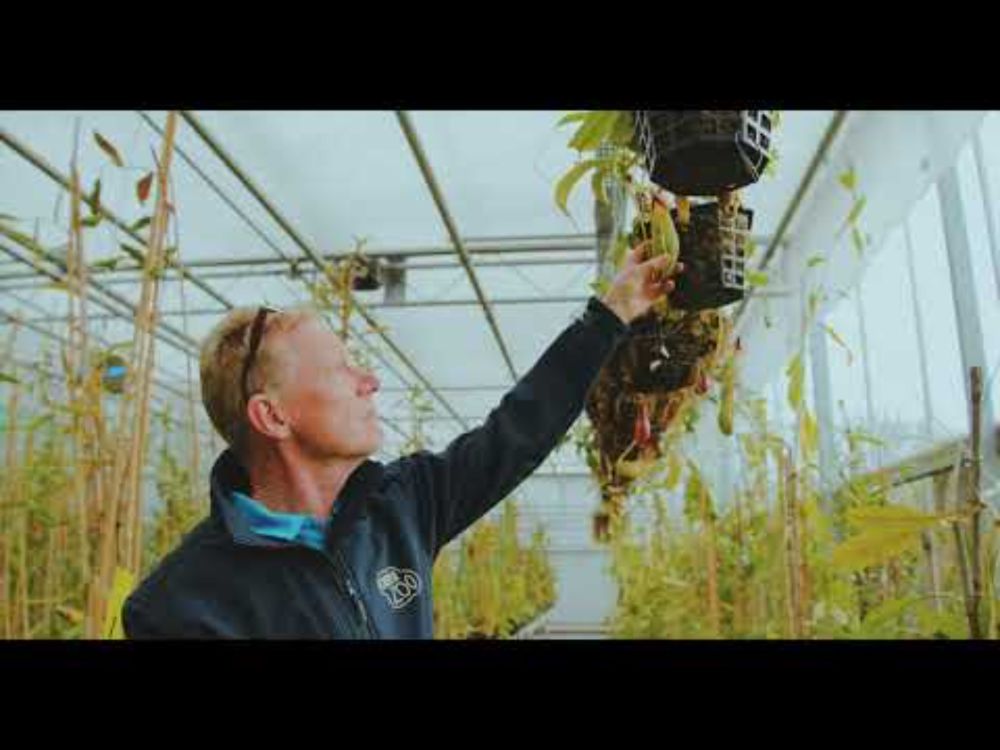 Peat-free Carnivorous Plants at Chester Zoo | Hort Shorts