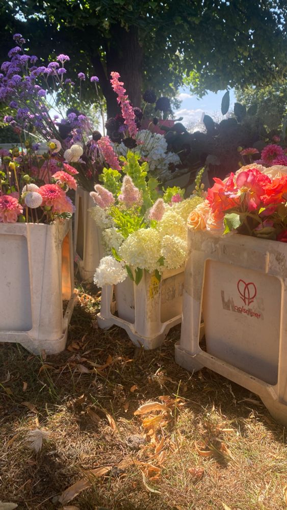 A selection of flowers in pinks, white, and purples glowing in the afternoon sun. 