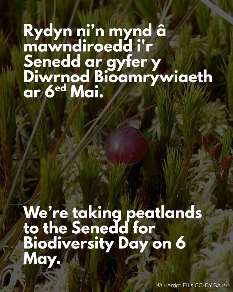 Text reads in Welsh then English:

"Rydyn ni’n mynd â mawndiroedd i'r Senedd ar gyfer y Diwrnod Bioamrywiaeth ar 6ed Mai.

We’re taking peatlands to the Senedd for 
Biodiversity Day on 6 May."