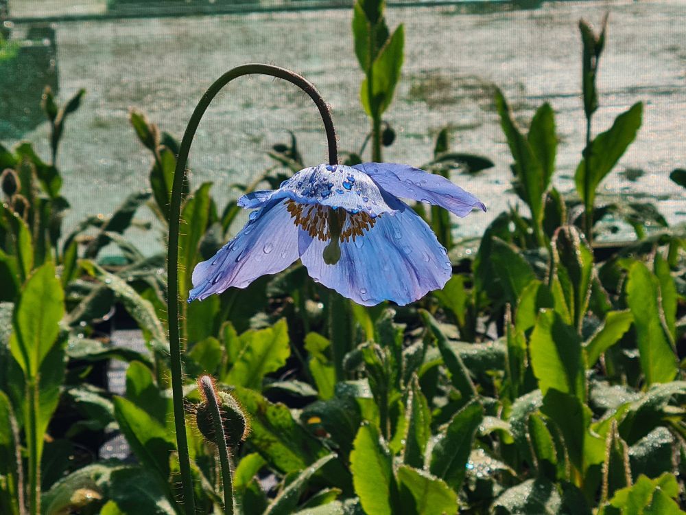A blue Meconopsis flower shining in the sun. Water droplets can be seen on its semi-translucent petals which fade between blue and lilac. The flower head nods over daintily.