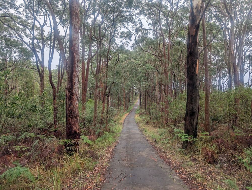 Trees, dark bitumen path 