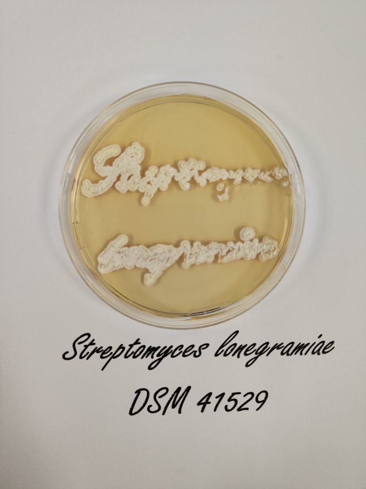Streptomyces lonegramiae growing on agar plate
Thanks to @matissmaleckis.bsky.social, @lingding.bsky.social, @tuesparholt.bsky.social, and @Tilmann Weber 

@dg.dk 
@leibniz-dsmz.bsky.social  