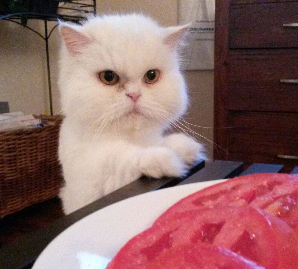 White Persian cat, recently groomed, begging for people food.