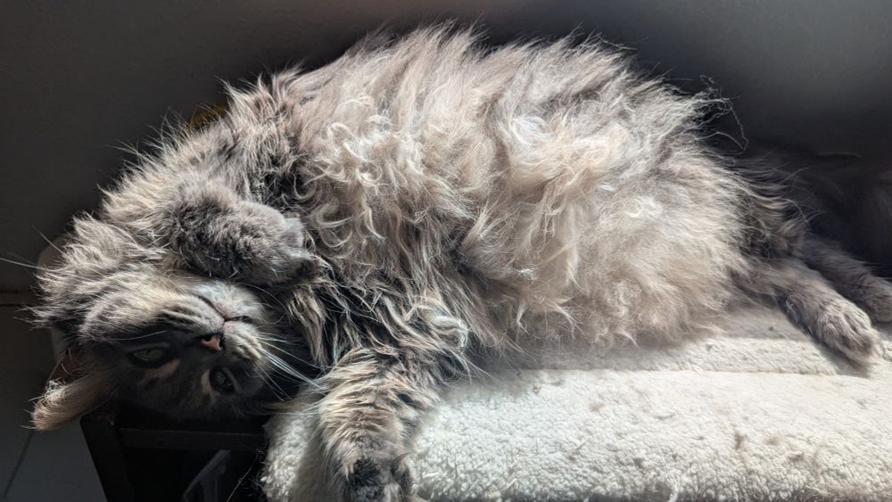 Long haired Grey cat laying on her back in the sun
