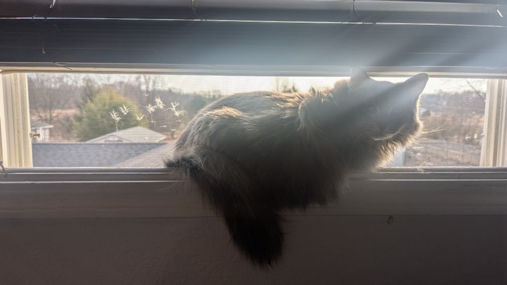 Long haired grey cat sitting in an open window on a sunny day 