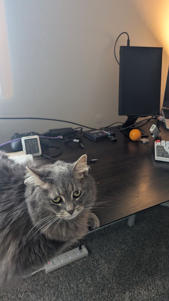 Long haired Grey cat sitting on the edge of desk looking suspicious 
