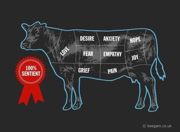 Illustration of a cow divided into labelled sections, not as cuts of meat but as emotions. The sections are marked with words including “love,” “desire,” “anxiety,” “hope,” “fear,” “empathy,” “joy,” “grief,” and “pain.” Beside the cow is a red rosette that reads “100% sentient.”