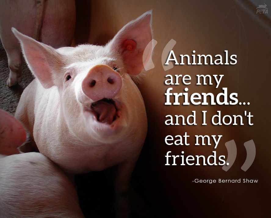 A close-up image of a pig looking up with an open mouth. The text overlay reads, "Animals are my friends... and I don't eat my friends." Below the quote is the attribution: "-George Bernard Shaw." The logo of PETA is subtly visible in the upper right corner of the image.