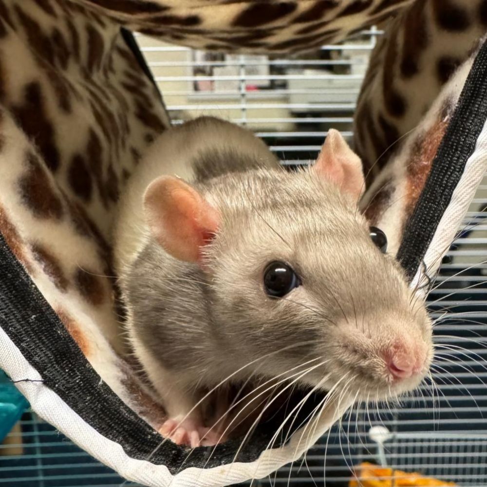 A beautiful ratatatatata.