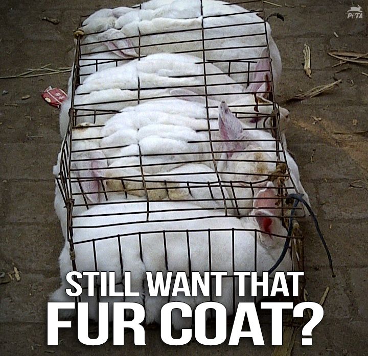 A group of white rabbits is tightly packed into a small wire cage, lying motionless on a dirt floor. Their fur looks soft and clean, yet their confined, unnatural position highlights the inhumane conditions they endure. The text "STILL WANT THAT FUR COAT?" is boldly displayed across the bottom of the image, urging viewers to reconsider the ethical implications of purchasing fur products.