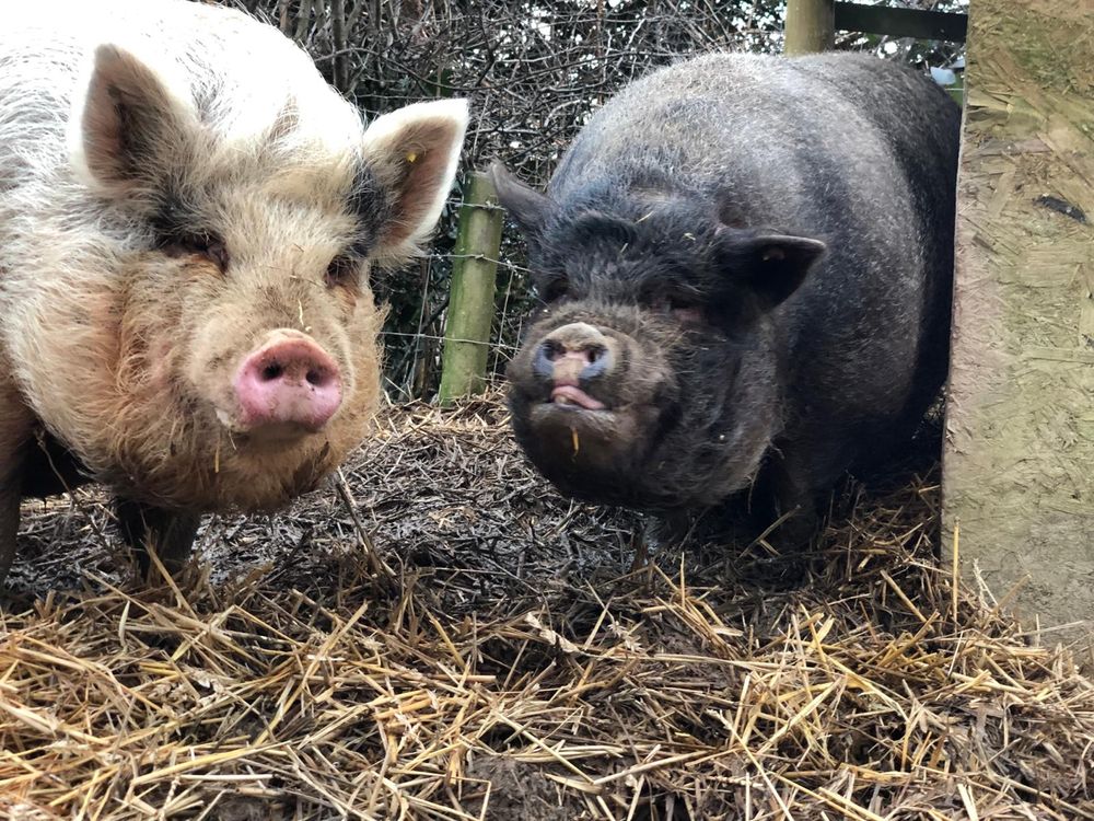 Laces is a kune kune sow, and Rodney is a pot bellied boar. 