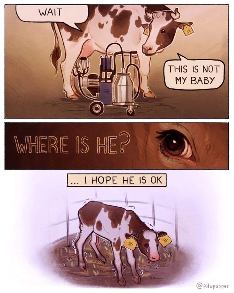 A cartoon depicts a dairy cow hooked up to a milking machine, looking distressed. She says, "Wait, this is not my baby." The next panel shows her eye, with text asking, "Where is he?" The final panel shows her calf alone in a small pen, looking sad, with the text, "...I hope he is OK."