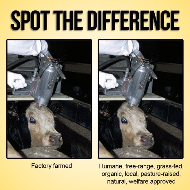 Graphic titled “Spot the Difference” showing two nearly identical images side by side. Both depict a calf restrained in a slaughter chute with a worker holding a captive-bolt gun to the calf’s head. The left image is labelled “Factory farmed.” The right is labelled “Humane, free-range, grass-fed, organic, local, pasture-raised, natural, welfare approved,” illustrating that the killing method is the same regardless of marketing terms.