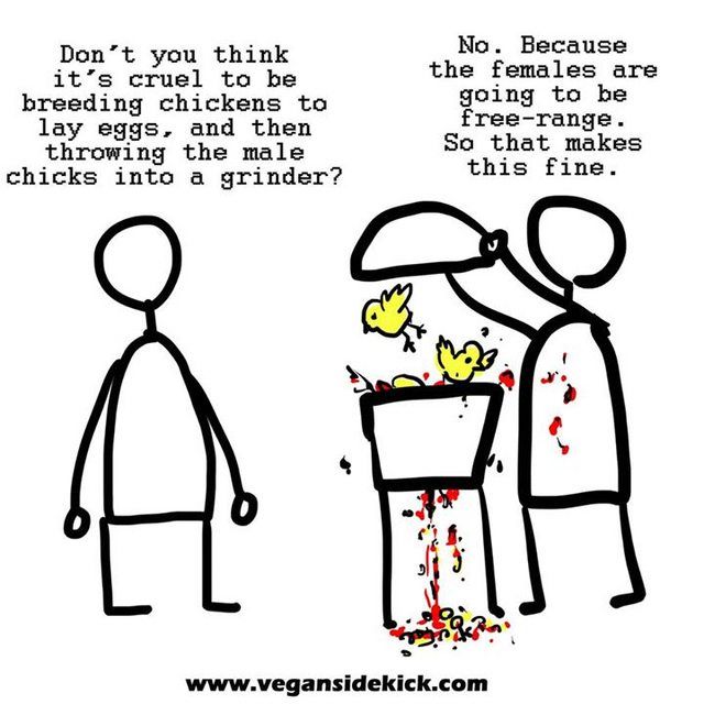 This image is a comic from *Vegan Sidekick*. On the left, one character says, **"Don't you think it's cruel to be breeding chickens to lay eggs, and then throwing the male chicks into a grinder?"** 

On the right, another character is shown dumping live male chicks into a grinder, with blood splattering. The character responds, **"No. Because the females are going to be free-range. So that makes this fine."**

The comic illustrates the irony and hypocrisy of justifying the cruelty of the egg industry, even when "free-range" practices are used.