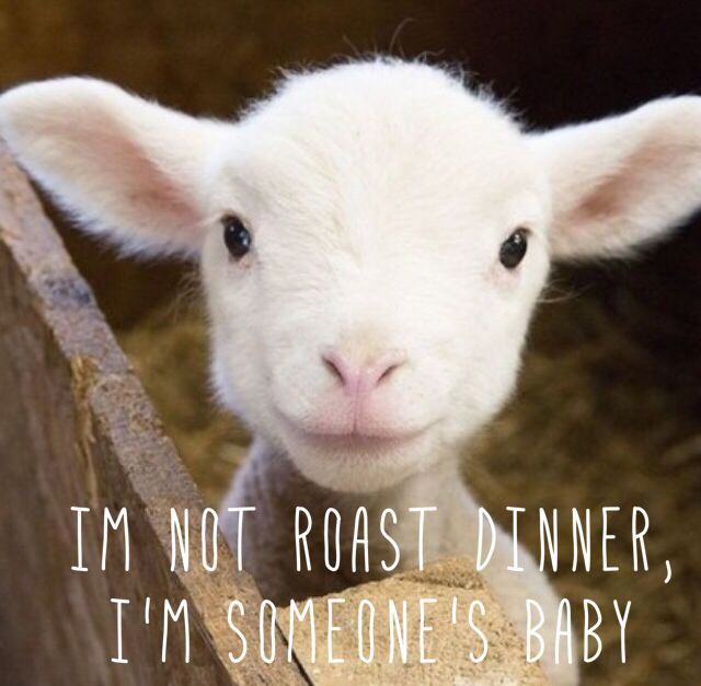 A close-up of a baby lamb looking directly at the camera with innocent eyes, set against a straw-filled barn. Overlayed text reads, "I'm not roast dinner, I'm someone's baby," highlighting the individuality and innocence of animals often used for food.