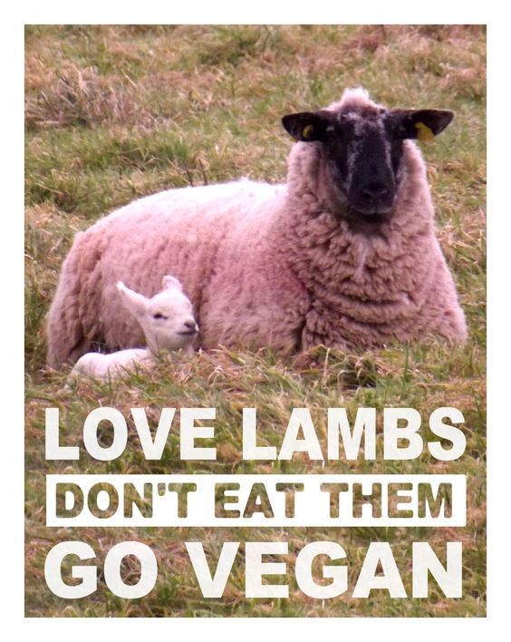 A photo of a sheep lying in a grassy field with a young lamb nestled closely by her side. The text overlay reads, "LOVE LAMBS DON'T EAT THEM GO VEGAN," emphasising the connection between compassion for animals and adopting a vegan lifestyle.