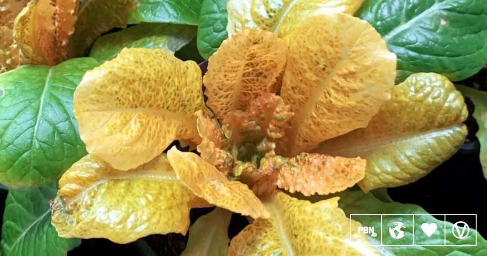 Scientists Just Developed A Golden Lettuce With 30 Times More Vitamin A