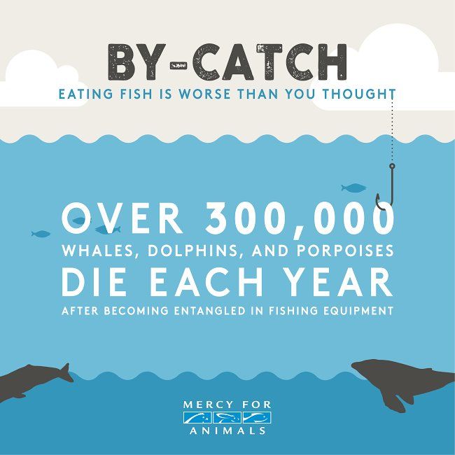 An infographic from Mercy for Animals titled "By-Catch: Eating Fish is Worse Than You Thought." It features an illustration of an ocean with fish, a fishing hook, and silhouettes of marine animals. The text states, "Over 300,000 whales, dolphins, and porpoises die each year after becoming entangled in fishing equipment."