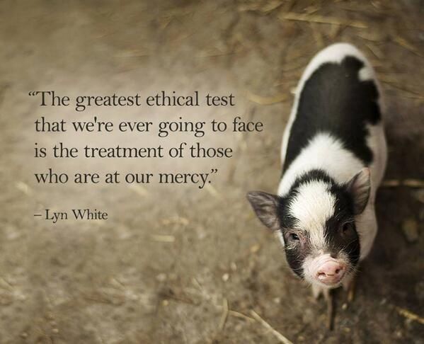A small black-and-white piglet stands on straw, looking up gently toward the viewer. Beside them, text reads: “The greatest ethical test that we’re ever going to face is the treatment of those who are at our mercy.” – Lyn White.

