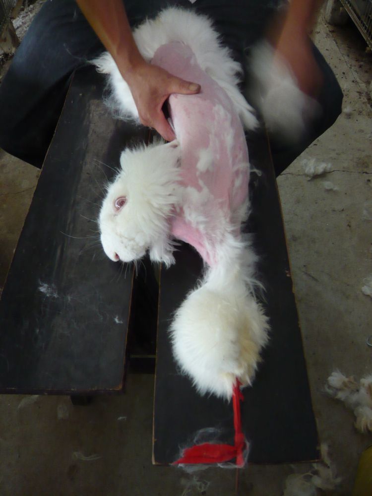 A photograph of a white rabbit being restrained on a table while its fur is being roughly removed. The rabbit's body is partially shaved, exposing pink, irritated skin. A visible wound near the tail is bleeding, emphasising the cruelty of the process. The environment appears industrial, with fur scattered around the table.