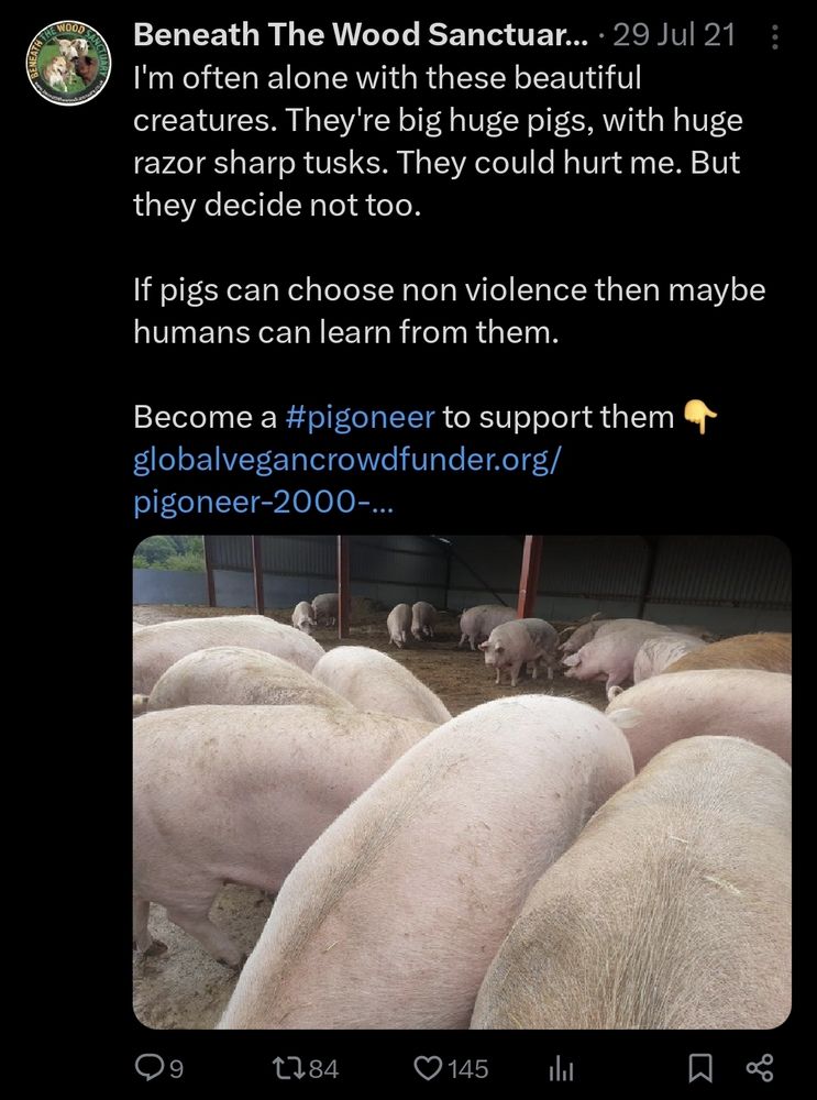 A group of large pigs inside a spacious shelter with a metal roof. Some are standing and walking around, while others are close to the camera, showing their backs and heads. The ground is covered in dirt, and the background reveals an open side of the shelter with trees visible in the distance.  

Overlayed text from the Twitter post:  

Beneath The Wood Sanctuary (@BeneathTheWood) - 29 Jul 21 
"I'm often alone with these beautiful creatures. They're big huge pigs, with huge razor-sharp tusks. They could hurt me. But they decide not to.  

If pigs can choose non-violence then maybe humans can learn from them.  

Become a #pigoneer to support them 👇  
[globalvegancrowdfunder.org/pigoneer-2000-...]  

(Engagement metrics: 9 replies, 84 reposts, 145 likes)"