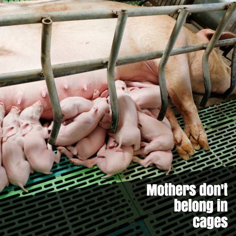 A mother pig lies confined in a metal farrowing crate, unable to turn or move freely while her newborn piglets cluster around her to nurse on the slatted floor beneath them. Text in the bottom right corner reads, “Mothers don’t belong in cages.”