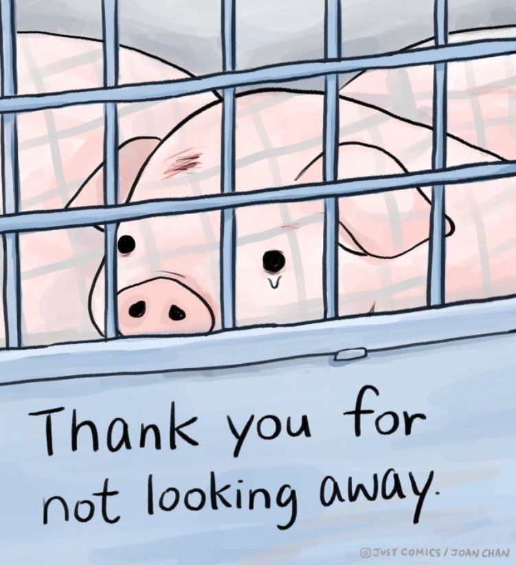 Alt text: Illustration of a pig behind metal bars, looking out with a sad expression. Text at the bottom reads: "Thank you for not looking away."

