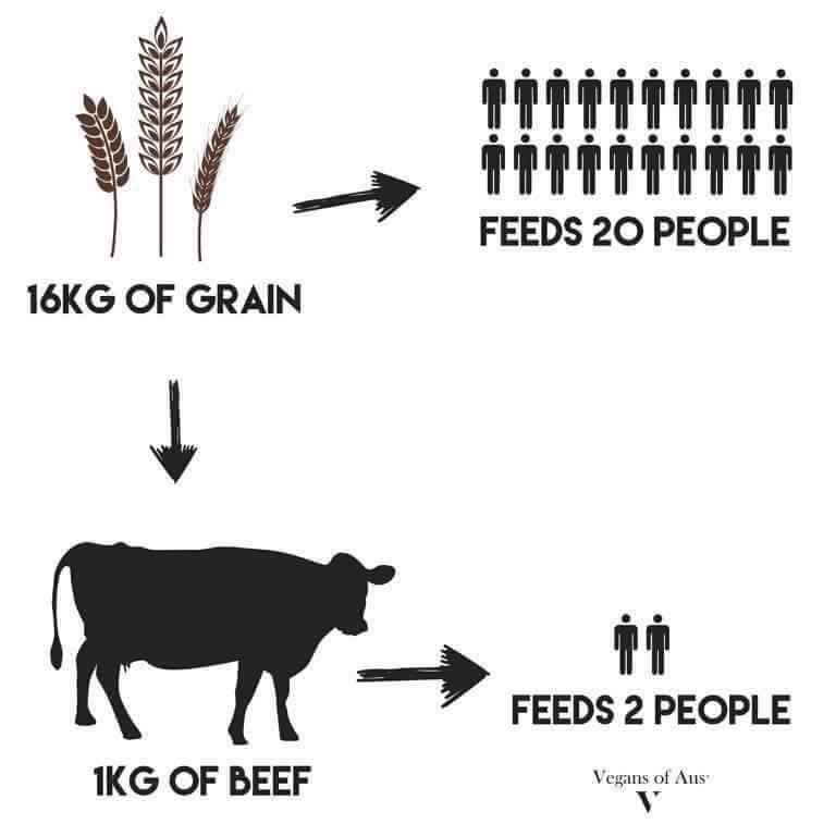 This infographic illustrates the inefficiency of meat production in terms of feed conversion. At the top, 16 kilograms of grain are shown with an arrow pointing towards 20 people, indicating that this amount of grain can feed 20 people directly. Below, the same 16 kilograms of grain are shown being fed to a cow, resulting in only 1 kilogram of beef, which can feed only 2 people. This highlights the inefficiency of using large amounts of plant-based feed to produce a relatively small amount of meat, a concept known as feed conversion ratio. Feed conversion ratios reflect how much plant feed is required to produce a certain amount of animal-based food; lower efficiency ratios in livestock mean more resources are used for less food output, impacting food availability and sustainability.