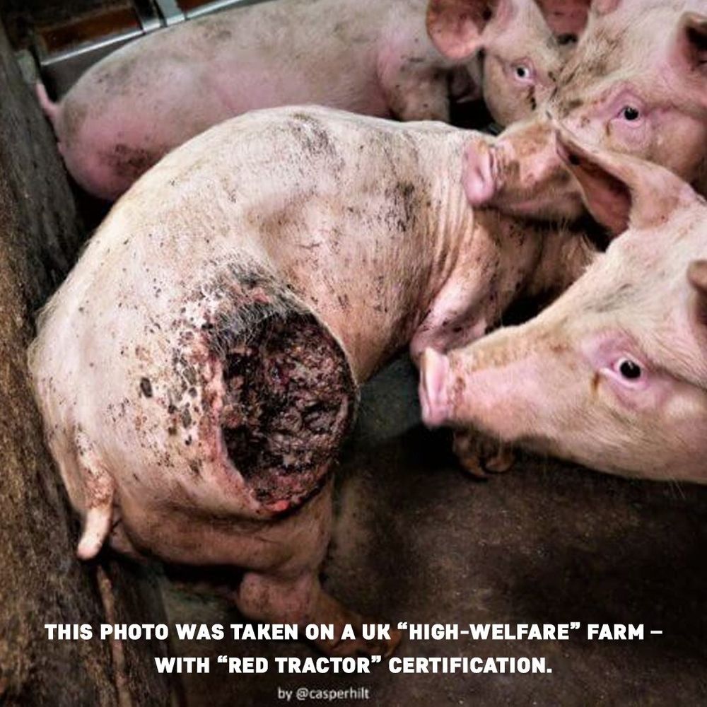The image shows a group of pigs in a farm setting, with one pig having a severe and large open wound on their back. The wound appears untreated and is quite graphic. The pigs are standing in a confined, likely dirty area. Text on the image states: "This photo was taken on a UK 'high-welfare' farm – with 'Red Tractor' certification."