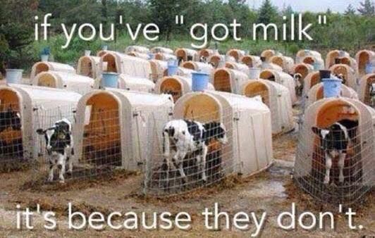 This image shows a row of small plastic enclosures with calves confined inside, lined up in a barren area. Each calf is separated, indicating they have been taken from their mothers. The overlay text reads: "If you've 'got milk,' it's because they don't." The image highlights the dairy industry's practice of separating calves from their mothers to take the milk intended for them.