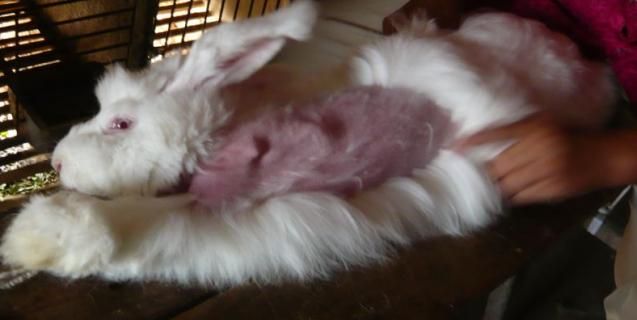 This image shows a white rabbit who is having their fur ripped out exposing large patches of bare skin.