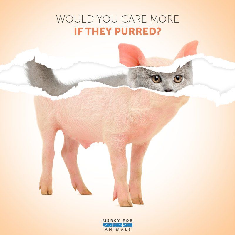 The image features a striking visual blend of a pig and a cat. The top part of the image is torn away, revealing the face of a cat with the body of a pig underneath. The text above the image reads, "WOULD YOU CARE MORE IF THEY PURRED?" The image is associated with Mercy For Animals. The message challenges viewers to consider why society often values certain animals, like cats, over others, like pigs, despite their similarities in intelligence and emotional capacity. The image questions the inconsistency in how we treat different animals, encouraging empathy and reconsideration of eating or exploiting animals traditionally seen as food.